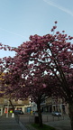 IMG-20190417-WA0005