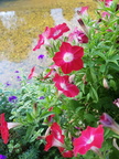 IMG-20190717-WA0002