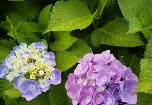 IMG-20190719-WA0000