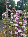 IMG-20190719-WA0001