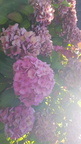 IMG-20190802-WA0001