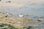 dsc 0572