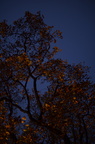 dsc 7256