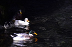 dsc 7558