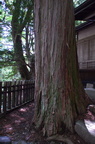 dsc 3534
